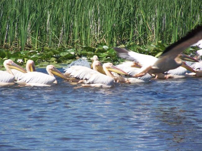 din natura - 1195461.jpg